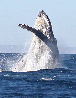 Une baleine à bosse saute