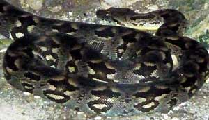 Un serpent boa dans une grotte de Tsiandamba